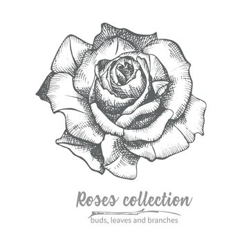 Hand drawn sketch of rose, single bud Detailed vintage botanical illuatration. Floral black silhouette isollated on white background Creative graphic art in engraving style