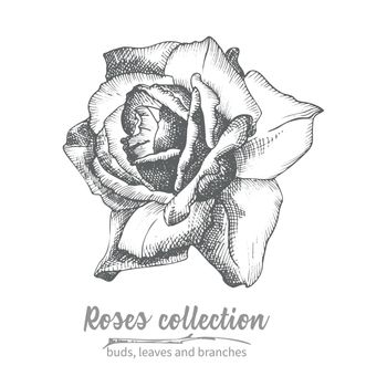 Hand drawn sketch of rose, single bud Detailed vintage botanical illuatration. Floral black silhouette isollated on white background Creative graphic art in engraving style