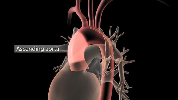 Human Circulatory System Heart Beat Anatomy 3D Render Concept.
