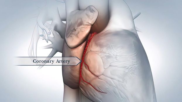 Anatomy of the Coronary Arteries