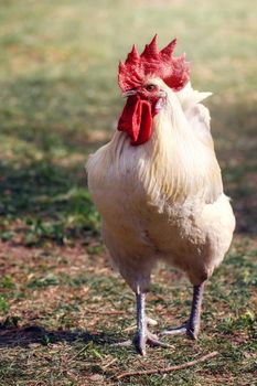 White cock with a big red comb