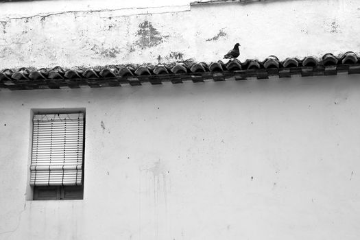 Lonely pigeon on a roof ledge