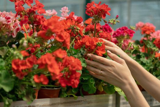 Close up of female hands taking colorful flowers in garden center