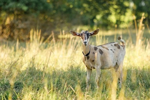 Goat in a meadow, with high golden bends. Golden hue due to golden hour