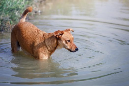 A brown curious dog goes take a bath and to cool off in the water