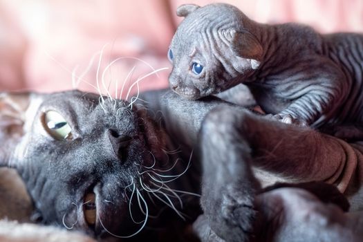 A close-up portrait of a gray Canadian sphynx cat and her newborn