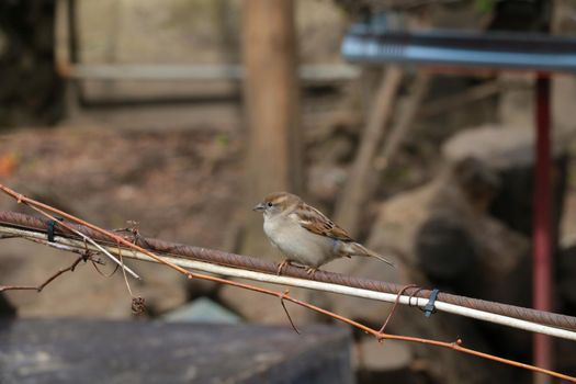 A sparrow sits on an iron bar.
