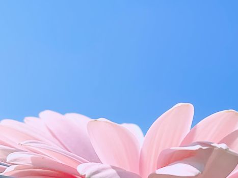 Petals of pink gerbera daisy flower and blue sunny sky, spring nature