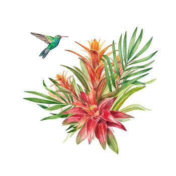A tropical bromeliad plant with red leaves and a hummingbird, painted in watercolor. The illustration is highlighted on a white background. Spring or summer flower for wedding invitations, postcards