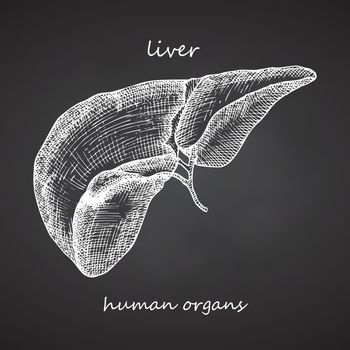 Liver. Realistic hand-drawn icon of human internal organs on chalkboard. Engraving art. Sketch style. Design concept for your medical projects post viral rehabilitation posters, tattoos.