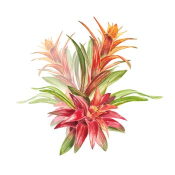 Tropical bromeliad plant with red and green leaves, hand-painted in watercolor. The illustration is highlighted on a white background. Spring or summer flower for weddings, invitations, postcards