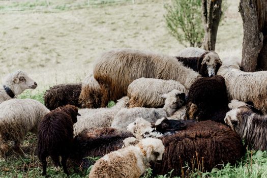 Sheeps and rams on the green field on the farm. Production of wool from animals. Flock of sheep in the mountains