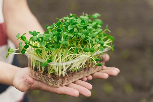 Microgreen with soil in hands closeup. Man holds green microgreen of sunflower seeds in hands. Healthy vegeterian food delivery