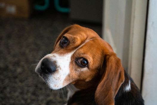 Cute beagle with a serious face looking at the camera. Portrait of lovely dog.