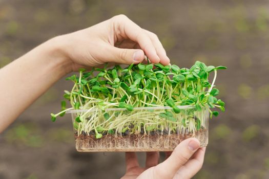 Microgreen with soil in hands closeup. Man touches green microgreen of sunflower seeds in hands. Healthy vegeterian food delivery