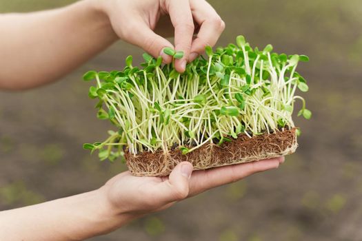 Closeup microgreen of sunflower seeds with soil in hand. Man touches leaves of micro green. Idea for healthy vegan green microgreen advert.