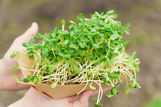 Closeup microgreen of sunflower seeds with soil in eco friendly disposable carton plate. Man holds microgreen in hands. Vegeterian food delivery service