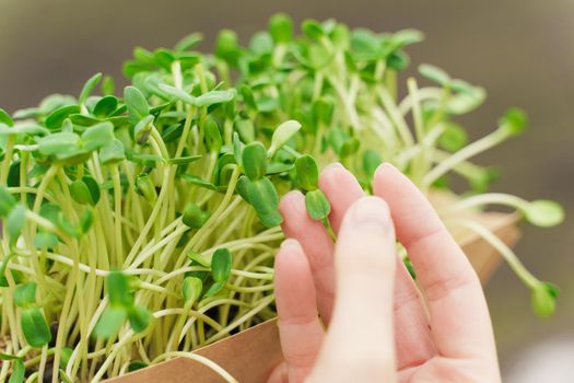 Microgreen with soil in hands closeup. Girl touches green microgreen of sunflower seeds in hands. green microgreen advert