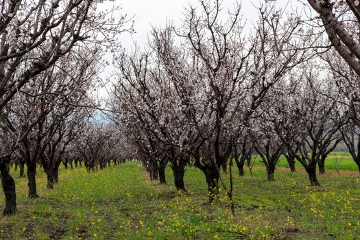 Apricot orchard farm in full bloom