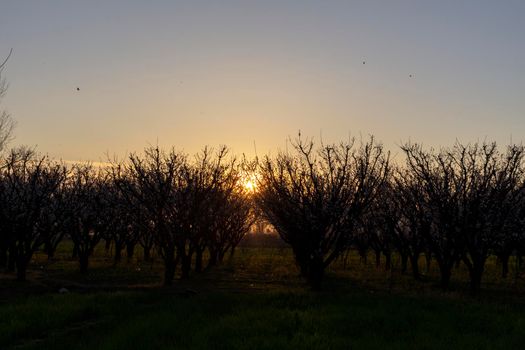 Sunset view over apricot orchard