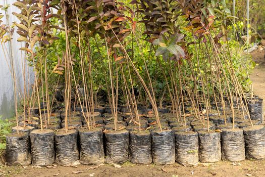 Seedlings of guava fruit tree in a plant nursery or greenhouse