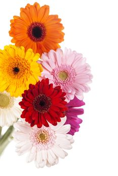 Daisy flower gerbera bouquet isolated. Colourful Gerbera daisies on a sparkly pastel background