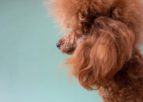 The head of a bright red miniature poodle on a green background in profile close-up