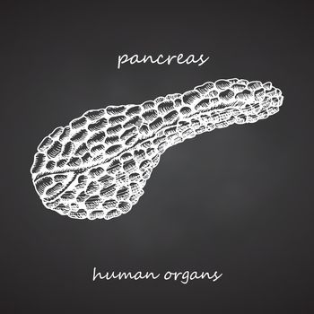 Pancreas. Realistic hand-drawn icon of human internal organs on chalkboard. Engraving art. Sketch style. Design concept for your medical projects post viral rehabilitation posters, tattoos.