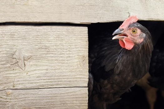 Very surprised black hen in a hen house