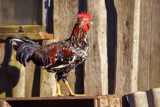 Variegated and colorful cock proudly walks on old brown boards