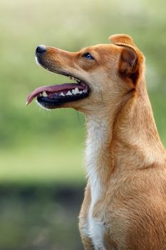 Cute ginger dog portrait from side with an open mouth, showing tongue and teeth. Puppy is waiting for something tasty. Concept, pets love, healthy puppy, pets training