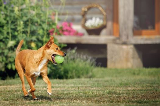 Healthy ginger dog is running on a green lawn with a ball in mouth. Concept: pets love, happy pet