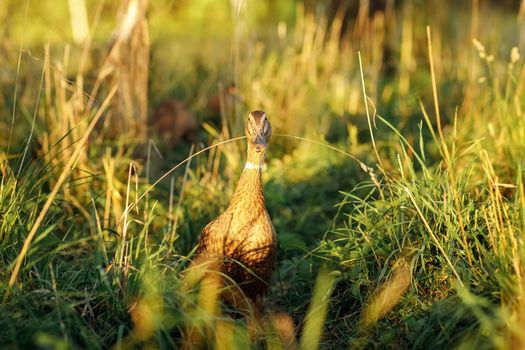 Duck in the meadow in the evening golden hour lighting