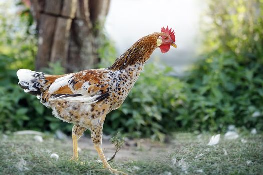 Speckle hen on a green foliage background