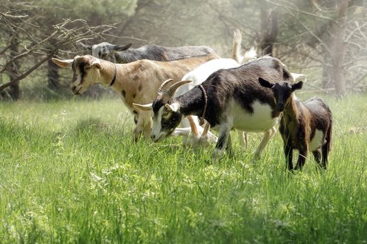 Small herd of goats attacking to sting a lot of insects.