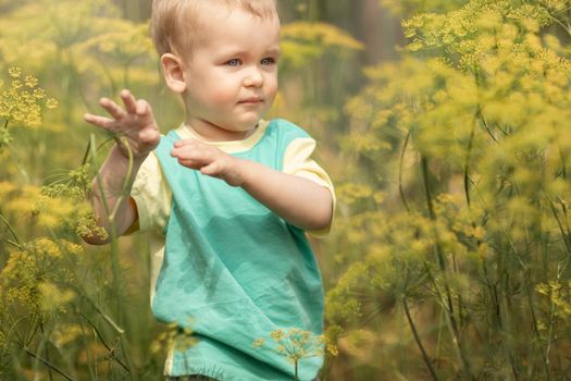 Little boy surrounded by among big green dill