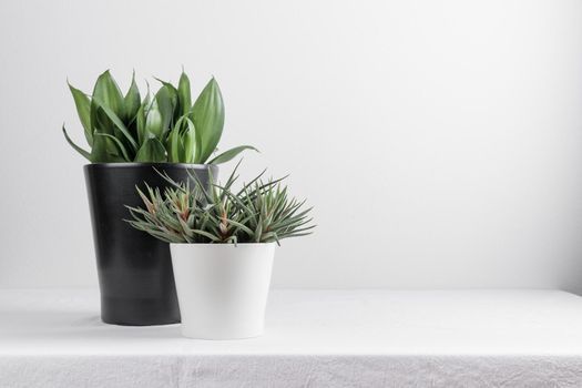 Growing houseplant in a flowerpot on a white table