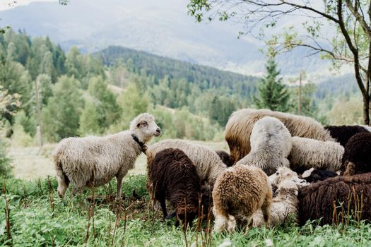 Flock of sheep in the mountains. Sheeps and rams on the green field on the farm. Production of wool from animals