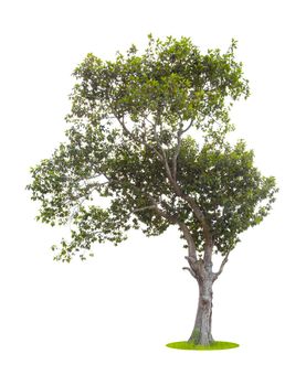 Single Tree isolated on white background, With Clipping path.