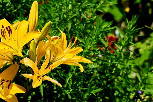 Yellow gladiolus morning gold on the background of green vegetation