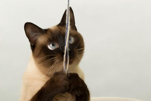 A funny Thai Siamese cat plays with a string.Cheerful Beast