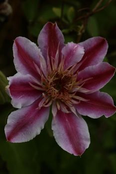 Purple flower blossom close up Clematis viticella family ranunculaceae botanical high quality big size prints