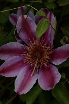 Purple flower blossom close up Clematis viticella family ranunculaceae botanical high quality big size prints