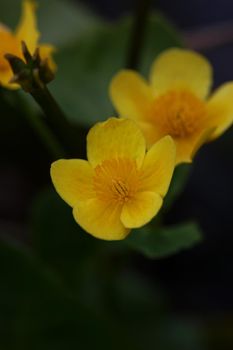 Yellow flower close up background Caltha palustris family ranunculaceae blossoming botanical modern high quality big size print