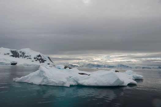 Beautiful view of icebergs with seals in Antarctica