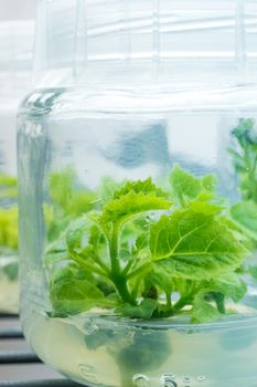 Micropropagation of plants in laboratory under artificial lighting.