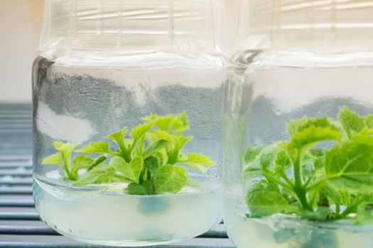 Growing plants tissue culture in vitro. Biology science for plant regeneration.