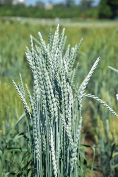 Green grain ears in the field. Crop science research.