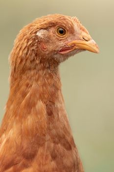 Profile portrait of a ginger-colored chick on a light green blurred background