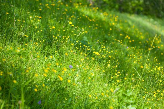 flowers on a green meadow